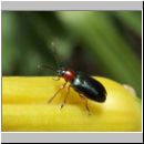 Oulema melanopus - Rothalsige Getreidehaehnchen 01.jpg